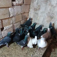 فروشی|پرنده|خوشاب, |دیوار