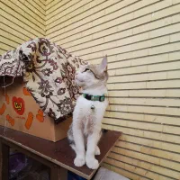 گربه 4 ماهه نر|گربه|اصفهان, سپاهان‌شهر|دیوار