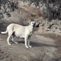 یک جفت سگ سرابی دوزدیده شده|حیوانات|زنجان, |دیوار