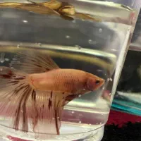 ماهی فایتر با  بالاترین کیفیت