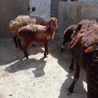 بره ماده سرحال و خشگل مهربانی اصل