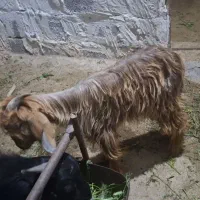 یک عدد کهره نر