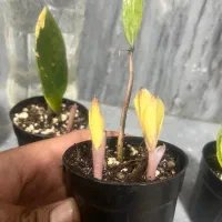 زاموفیلیا ابلق و سبز