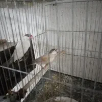 فنچ نرگسی