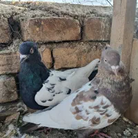کبوتر سینه ای نرو ماده|پرنده|اصفهان, عاشق‌آباد|دیوار