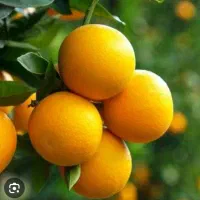 زمین باغی روستای سرآب‌ننیز