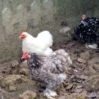 تعدادی مرغ کوشین به علت شلوغی|حیوانات مزرعه|رودبنه, |دیوار