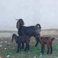 گوسفند بز بزغاله چاتمه|حیوانات مزرعه|سیمین شهر, |دیوار