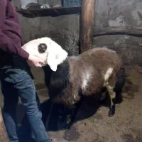 بره‌ قوچ پلنگی|حیوانات مزرعه|سراب, |دیوار