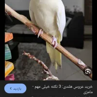 سلام دوستان ی جفت عروس هلندی