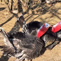 بوقلمون نر محلی|حیوانات مزرعه|گلوگاه بابل (گلیا), |دیوار