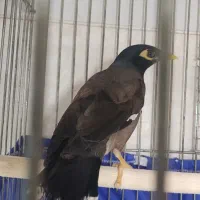 مینا نر سخنگو  پروازی