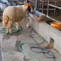 قوچ جوان|حیوانات مزرعه|ایلام, |دیوار