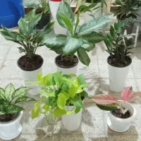 انواع گل و گیاه آپارتمانی