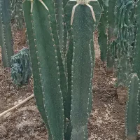 کاکتوس و گل و گیاه طبیعی|گل و گیاه طبیعی|تهران, شهید فکوری|دیوار