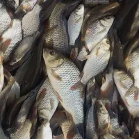 انواع گرمابی ماهی کهندا|ماهی|قم, چهار مردان|دیوار
