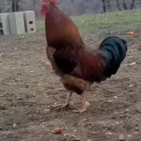 خروس  و بقلمون محلی