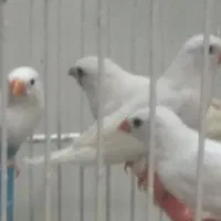فنج زبرا