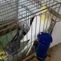 دو عدد عروس هلندی