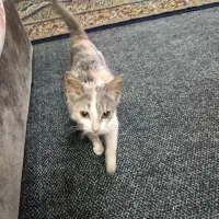 واگذاری گربه|گربه|بندر انزلی, باغ زمانی|دیوار