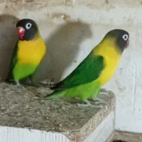 طوطی کوتوله برزیلی سرلاکی یقه زرد