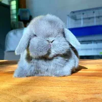 خرگوش لوپ آمریکایی|موش و خرگوش|ارومیه, |دیوار