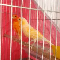 قناری دو|پرنده|مبارکه, |دیوار