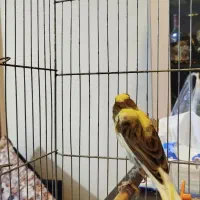 فروش قناری نر|پرنده|فردیس, شهرک شهید حسینی|دیوار