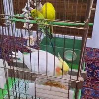 یک عدد عروس و دو عدد مرغ عشق