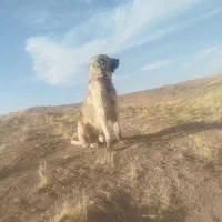 سگ پژدر نر|سگ|کرانی, |دیوار