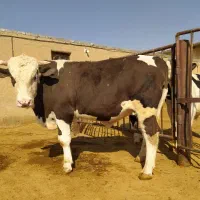 گوساله چاق سیمینتال|حیوانات مزرعه|فرمهین, |دیوار