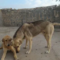 واگذاری سگ پژدر