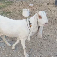 گلابی چشم سفید|حیوانات مزرعه|میناب, |دیوار