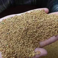 بذر یونجه