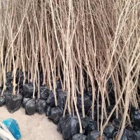 نهال فروشی علی همراهی|خدمات باغبانی و درختکاری|یزد, |دیوار