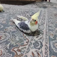 جفت عروس هلندی دستی