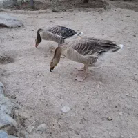 غاز