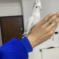 عروس هلندی|پرنده|ساری, |دیوار