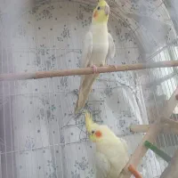 جفت عروس هلندی مولد