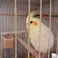 عروس هلندی ماده لوتینو|پرنده|تهران, شهرک نفت|دیوار