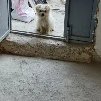 پاپی|سگ|مشهد, مهدی آباد|دیوار