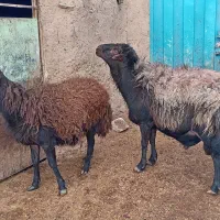 قوچ‌ و بره قوچی افشاری)شیشک کاوور میش بز‌‌ بزغاله|حیوانات مزرعه|تربت‌حیدریه, پایانه مسافربری تربت حیدریه|دیوار