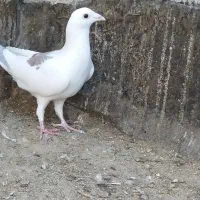 طرح فرش کبوتر|فرش|مشهد, مقصود آباد|دیوار