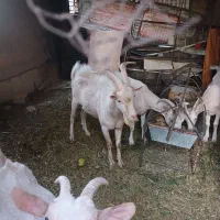 فروش کلار سانن|حیوانات مزرعه|اصفهان, قائمیه|دیوار