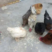 مرغ و خروس بازدید لپویی