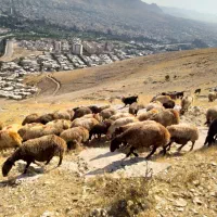 فروش بز وتی بز میش وشیشک چاق درجه یک کشتاری|حیوانات مزرعه|خرم‌آباد, |دیوار