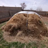 فروش یونجه و علف