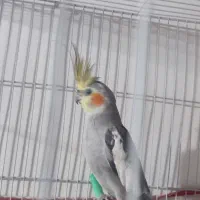 عروس هلندی نر ۸ ماهه|پرنده|مشهد, توس فردوسی|دیوار