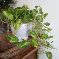 گلهای آپارتمانی