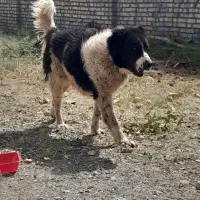 یک جفت نر قهدریجانی